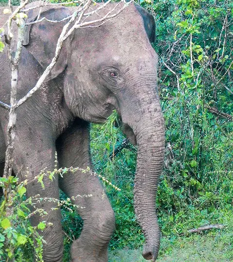 Yala National Park Sri Lanka