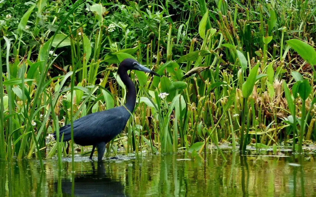 15 Top Spots for Hiking in Louisiana