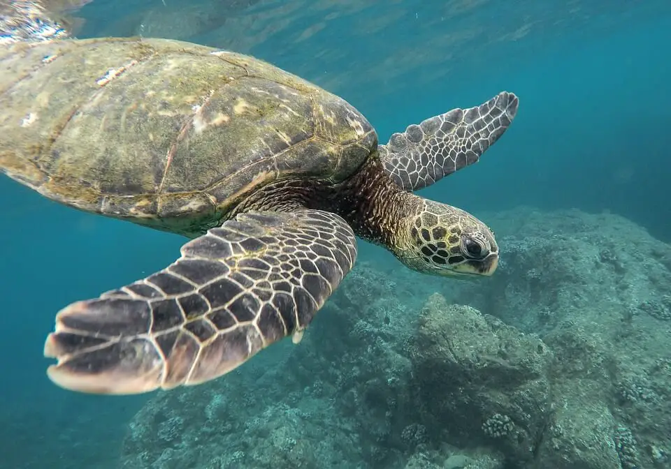 A traveler’s guide to diving in the red sea